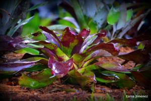 BROMELIAD (1)